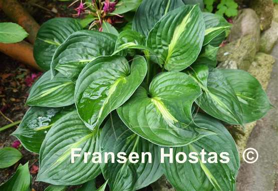 Hosta Victor